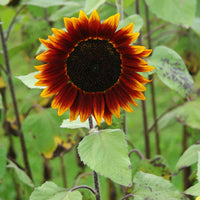 Non gmo gelb rot sunflower samen