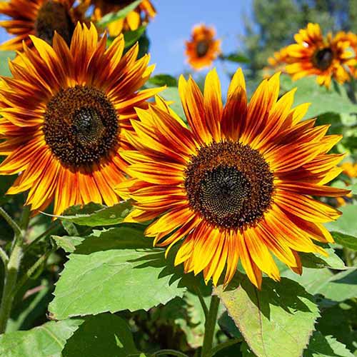 Gelb rot sunflower anpflanzung samen to brighten your garten