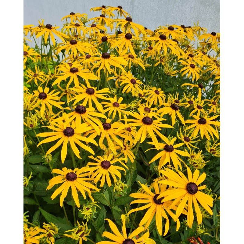 Ornamental gelb rudbeckia goldstrum for gardens