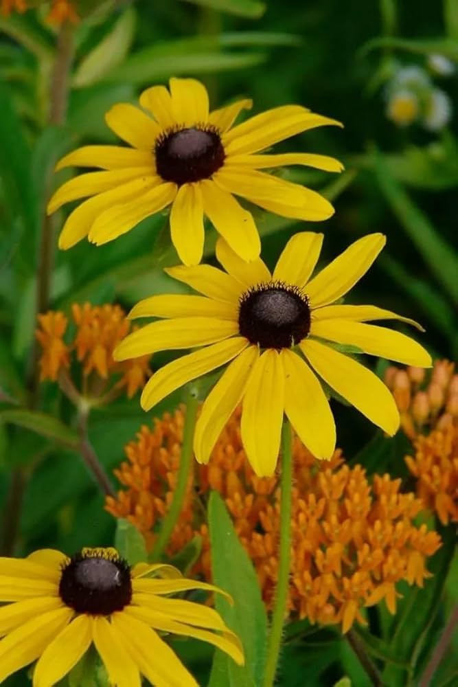 Non gmo gelb rudbeckia blume samen