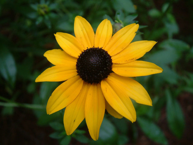 Gelb rudbeckia blume samen for anpflanzung