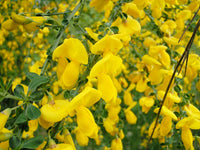Non-gmo scotch broom samen