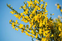 Ornamental scotch broom shrub with gelb blooms