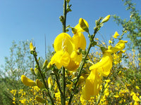 Gelb scotch broom blume samen for anpflanzung