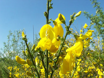 Gelb scotch broom blume samen for anpflanzung