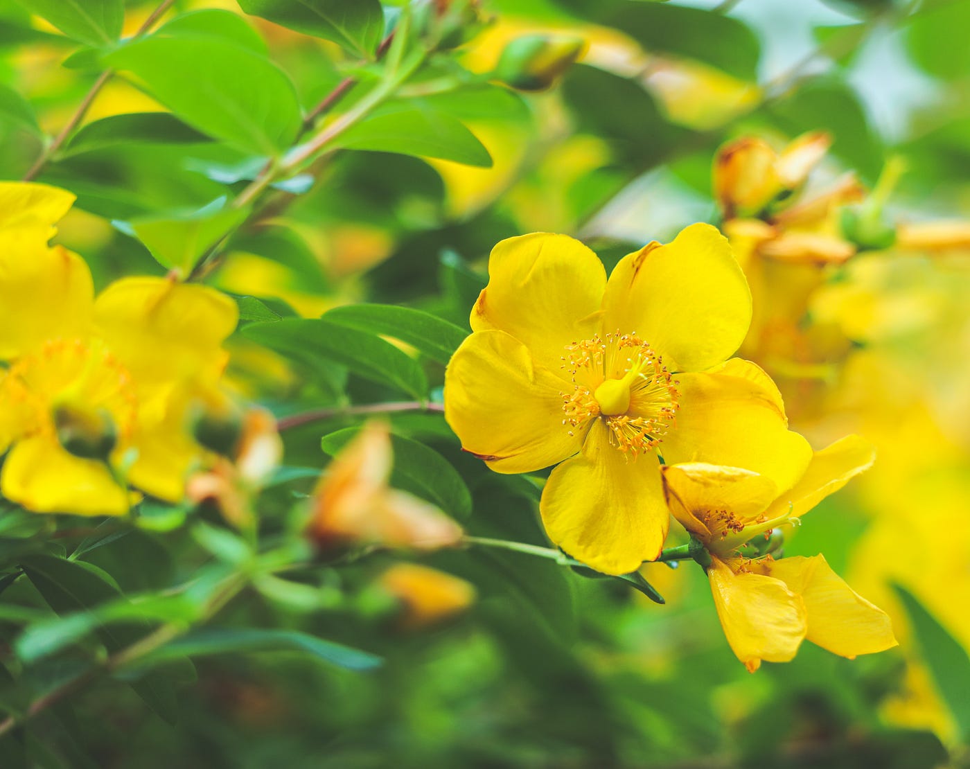 Non-gmo gelb senna samen