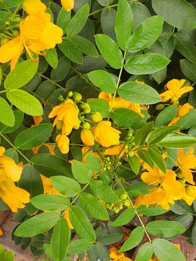Ornamental gelb senna flowering pflanze