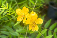 Pollinators attracted to gelb senna blooms