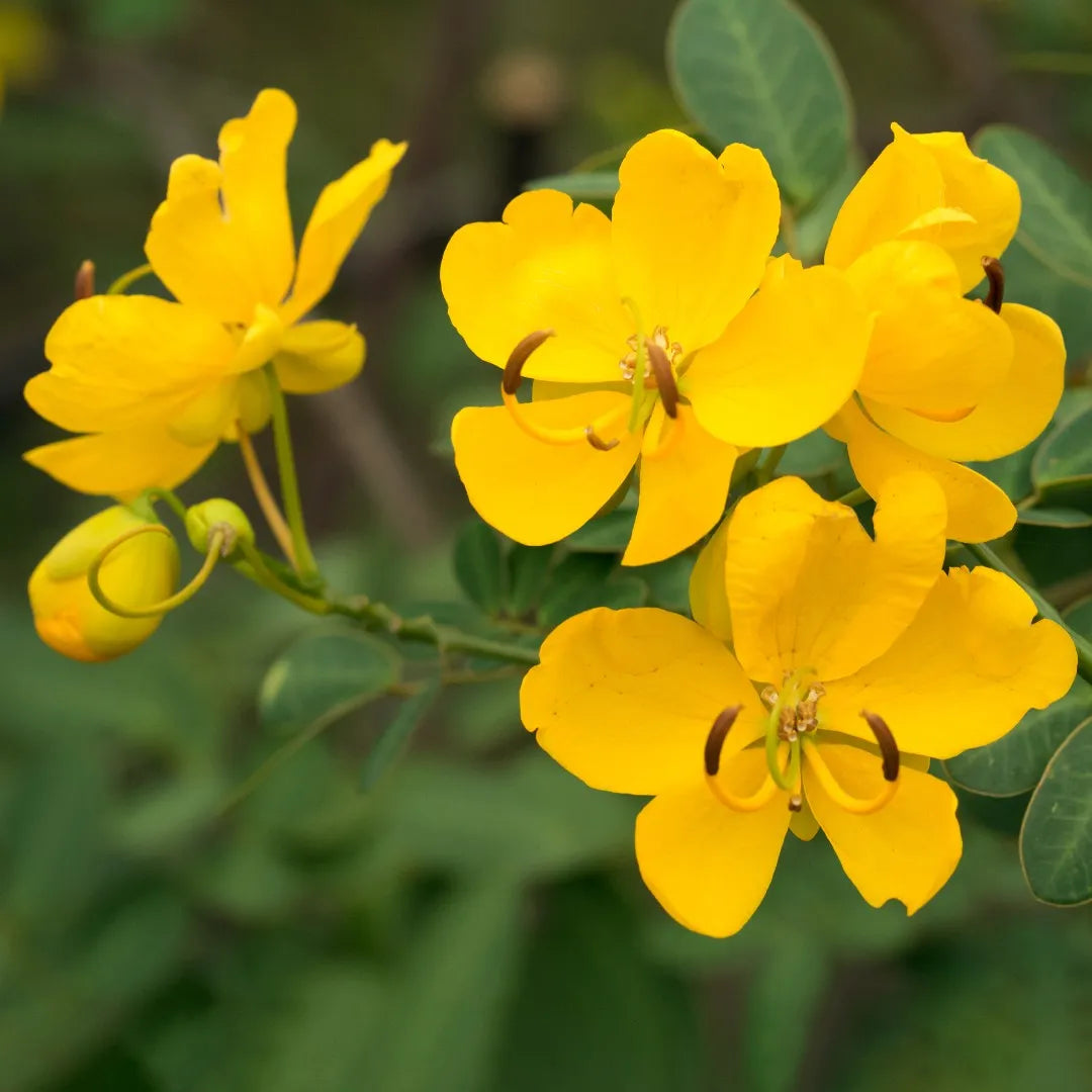 Gelb senna blume samen for anpflanzung