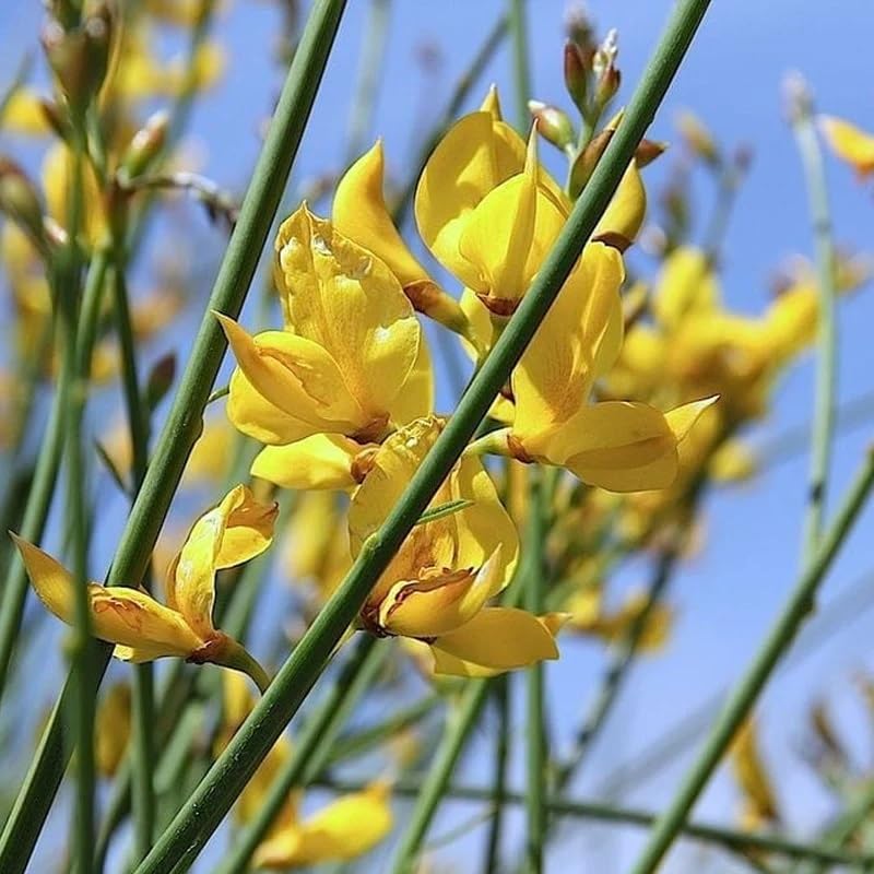 Non gmo gelb spartium junceum samen