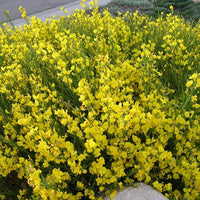 Ornamental gelb spartium junceum flowering tree