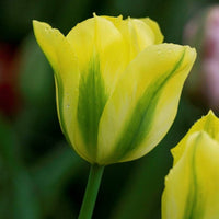Tulpe Blumensamen zur Aussaat – Landhaus Garten wichtig – Traditionssorte & ohne Gentechnik Samen Hausgarten