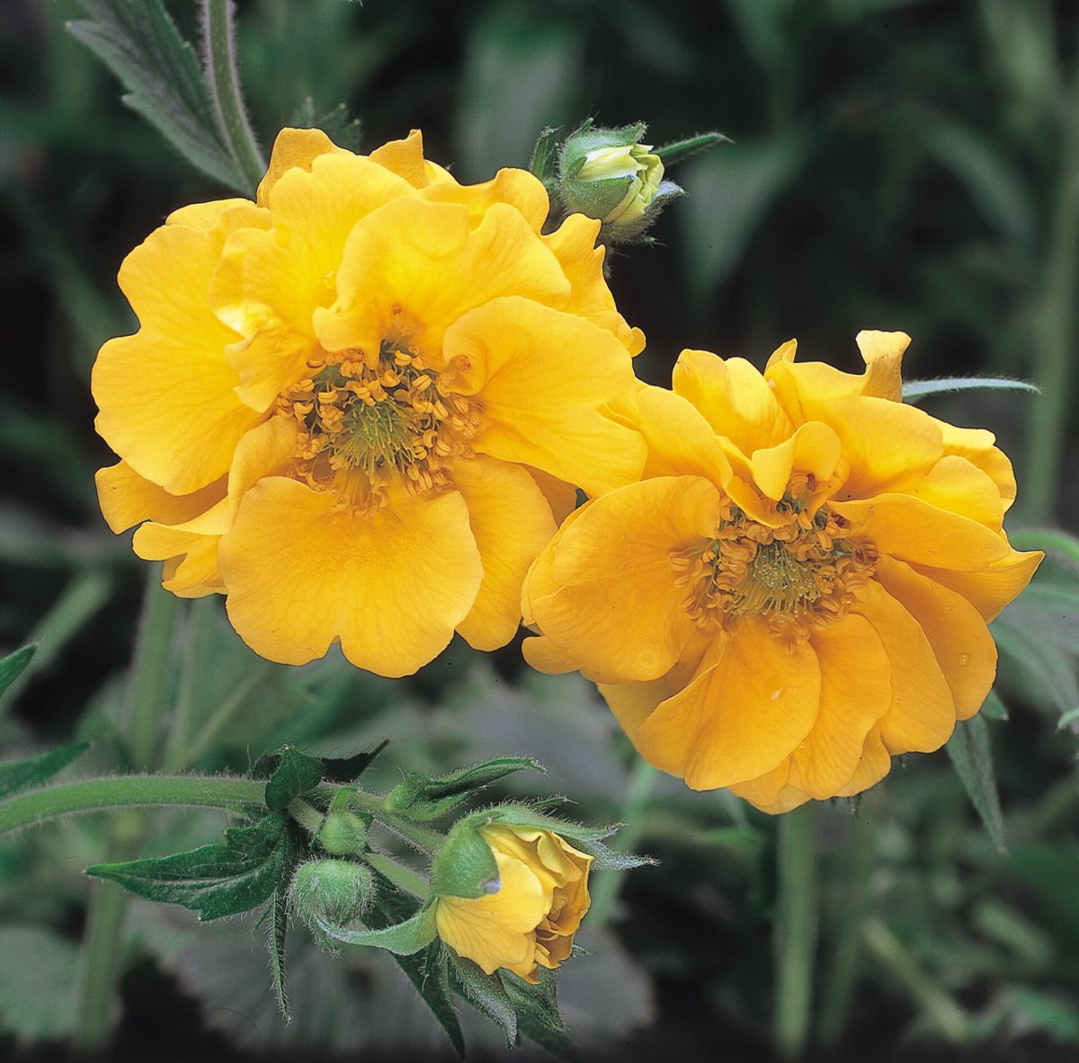 Ornamental gelb stratheden flowering pflanze
