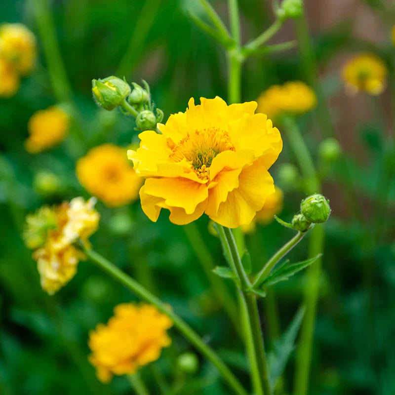 Gelb stratheden in pollinator garten
