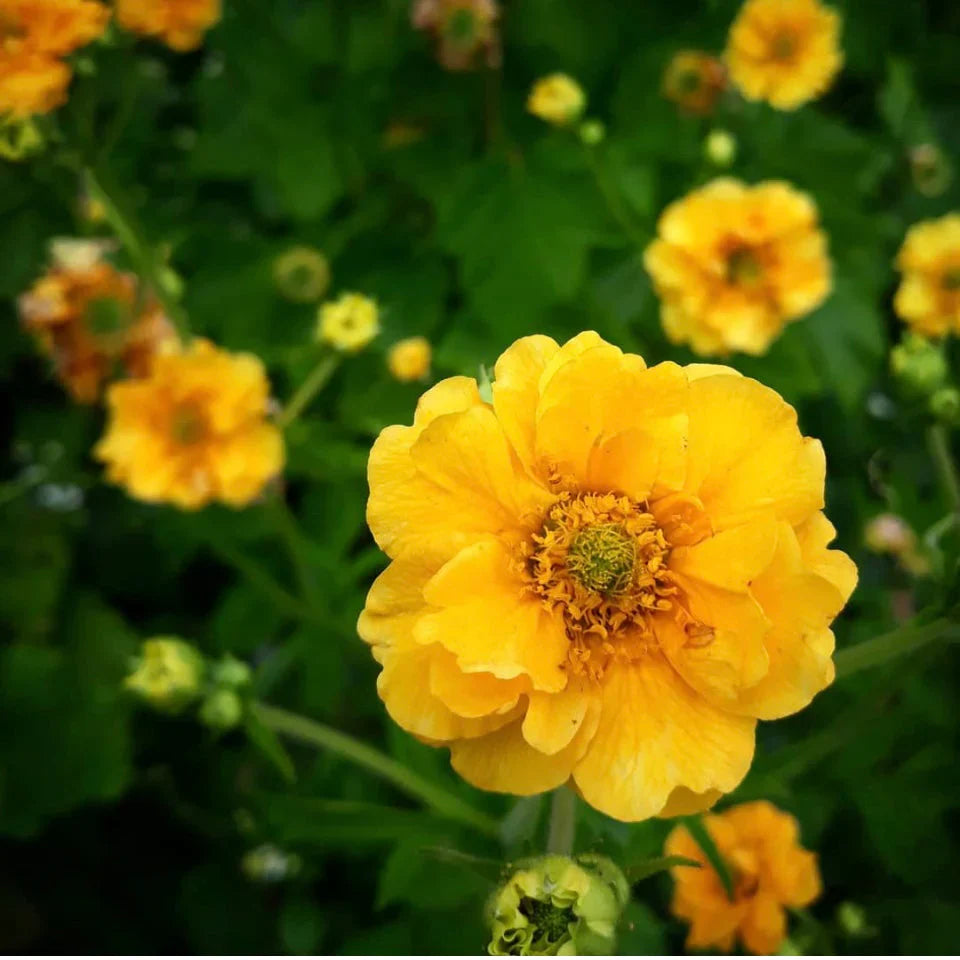 Gelb stratheden blume anpflanzung samen