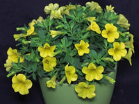 Gelb superbells in hanging basket