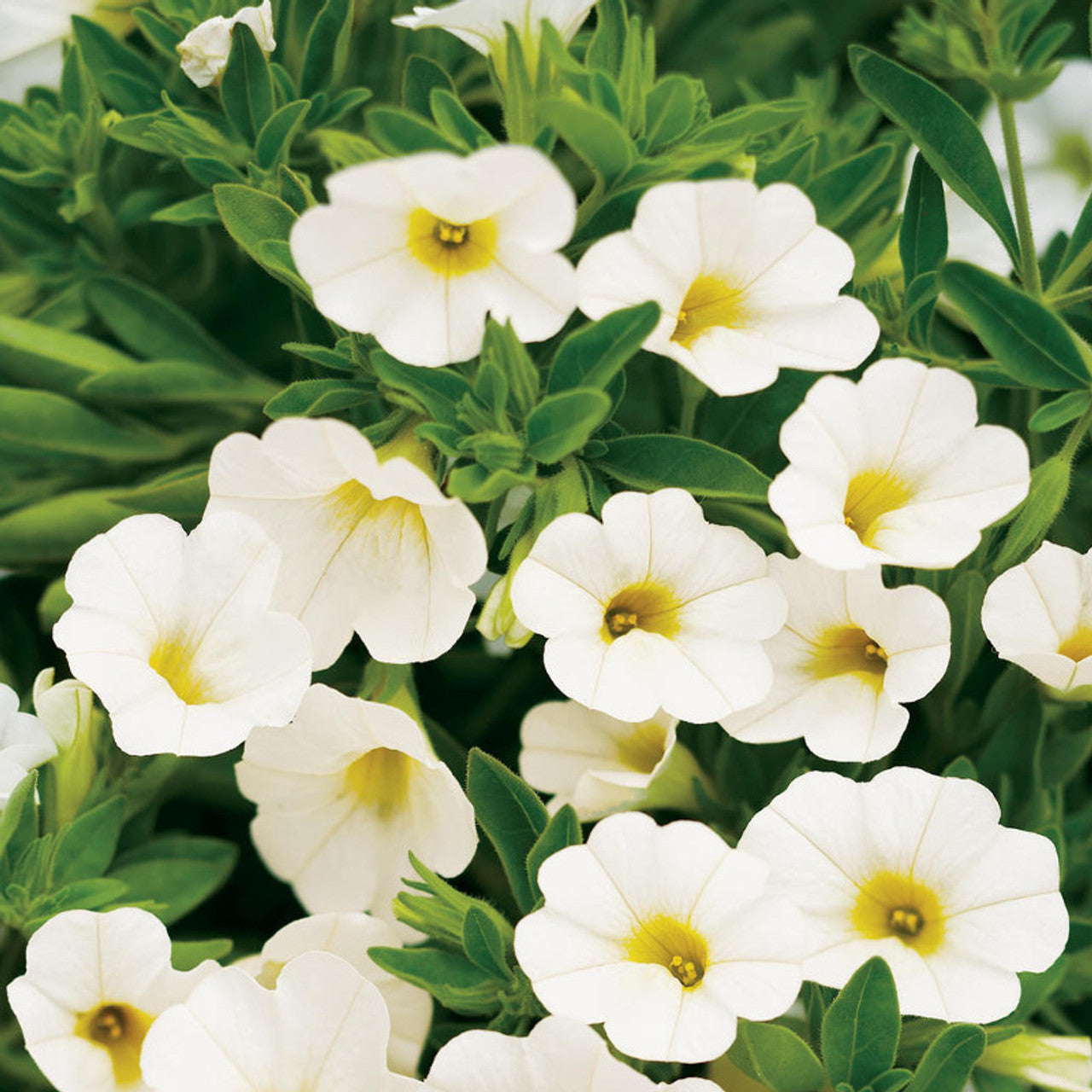 High germination gelb superbells calibrachoa samen