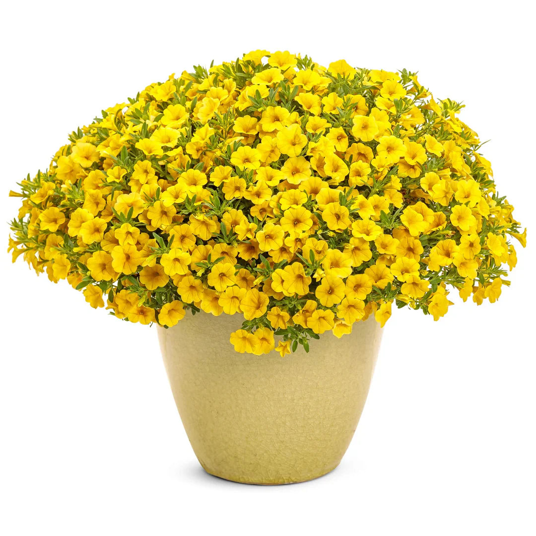 Ornamental gelb superbells calibrachoa flowering pflanze