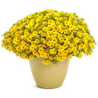 Ornamental gelb superbells calibrachoa flowering pflanze