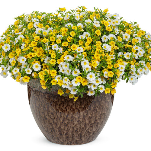 Gelb superbells calibrachoa blume samen for anpflanzung