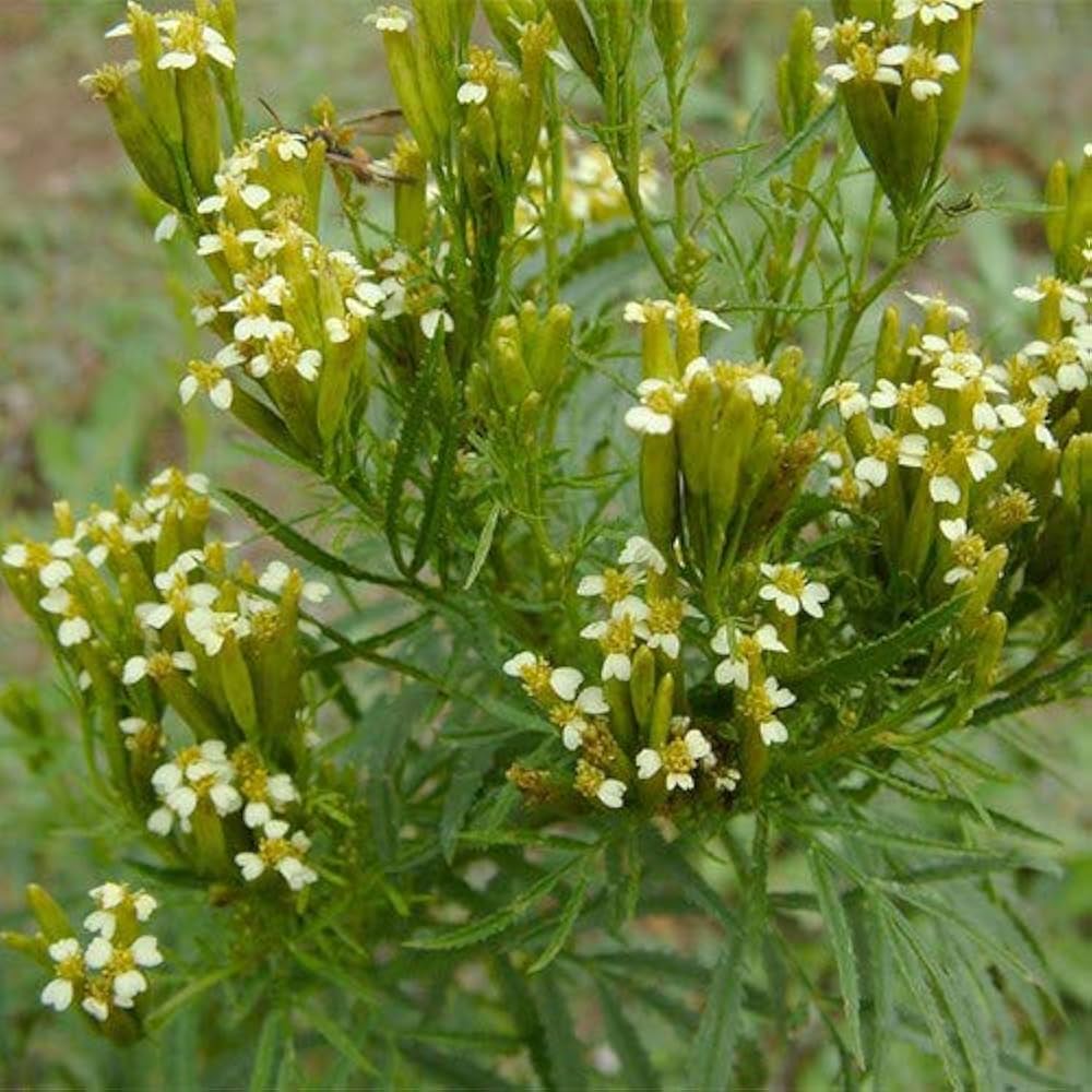Non gmo gelb tagetes minuta samen