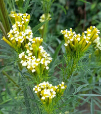 Ornamental gelb tagetes minuta flowering pflanze
