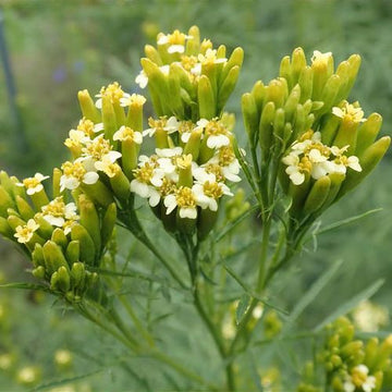 Gelb tagetes minuta samen for anpflanzung