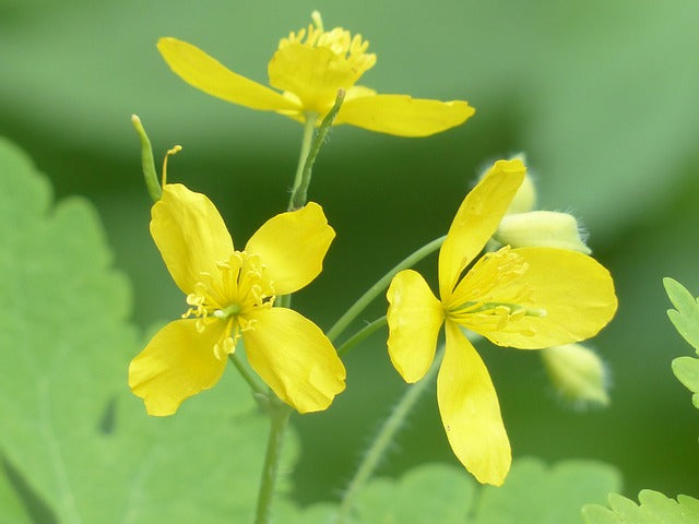 Ornamental gelb tetterwort samen for gardens