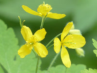 Ornamental gelb tetterwort samen for gardens
