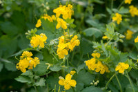 Gelb tetterwort wildflowers in meadow anpflanzung