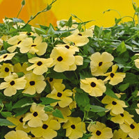 Non gmo gelb thunbergia samen