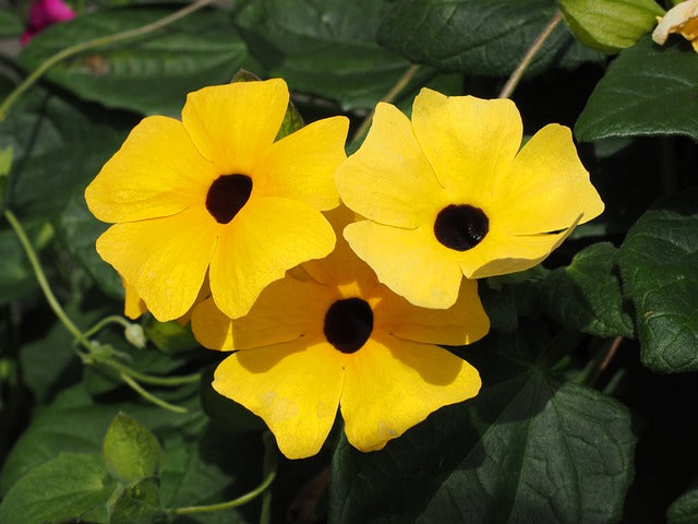 Gelb thunbergia blume samen for easy anpflanzung