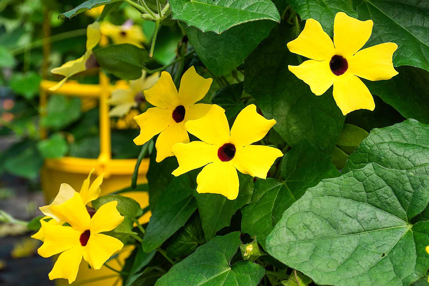 Gelb thunbergia wachsend on trellis
