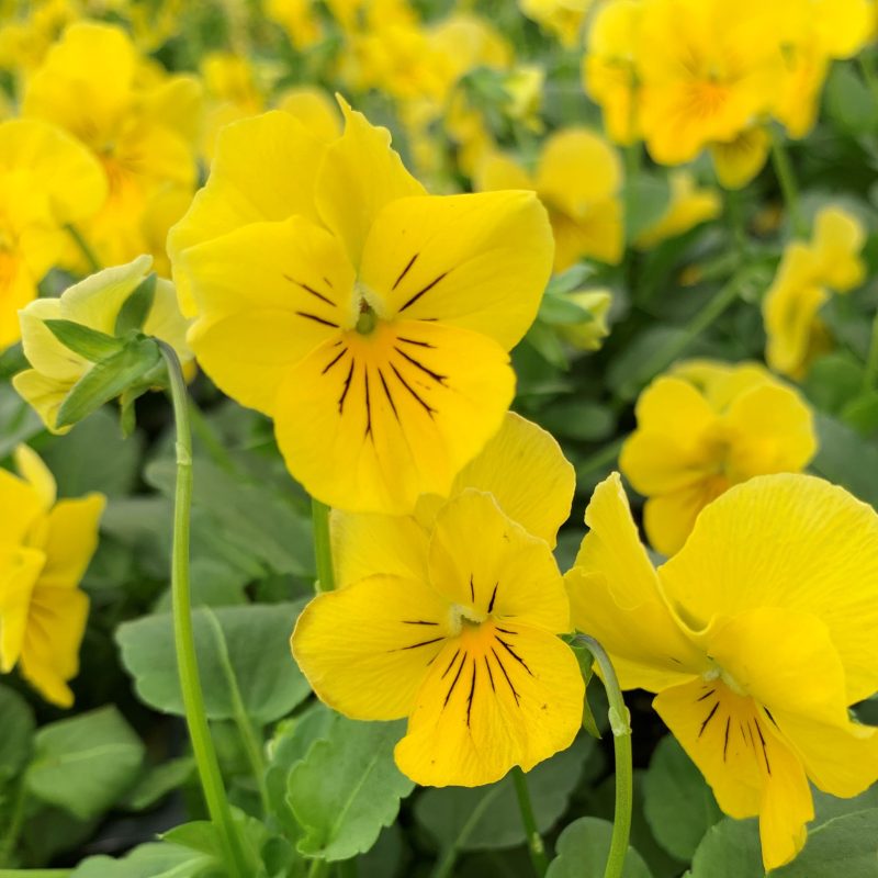 Pansy blume samen for anpflanzung - perfect for borders, heirloom & gmo free samen for home garten
 
 sale for anpflanzung in home garten