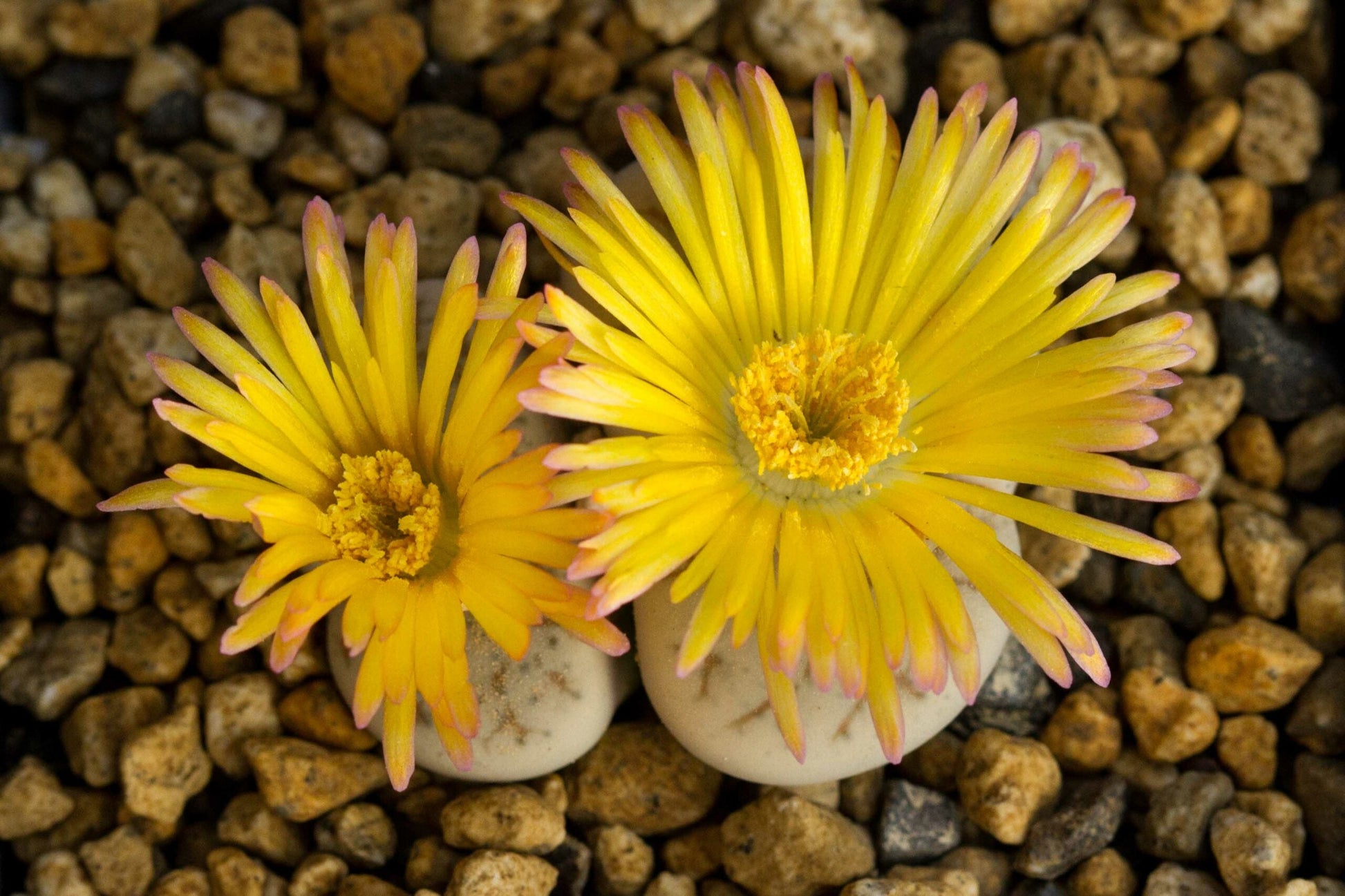 High germination dinteranthus samen