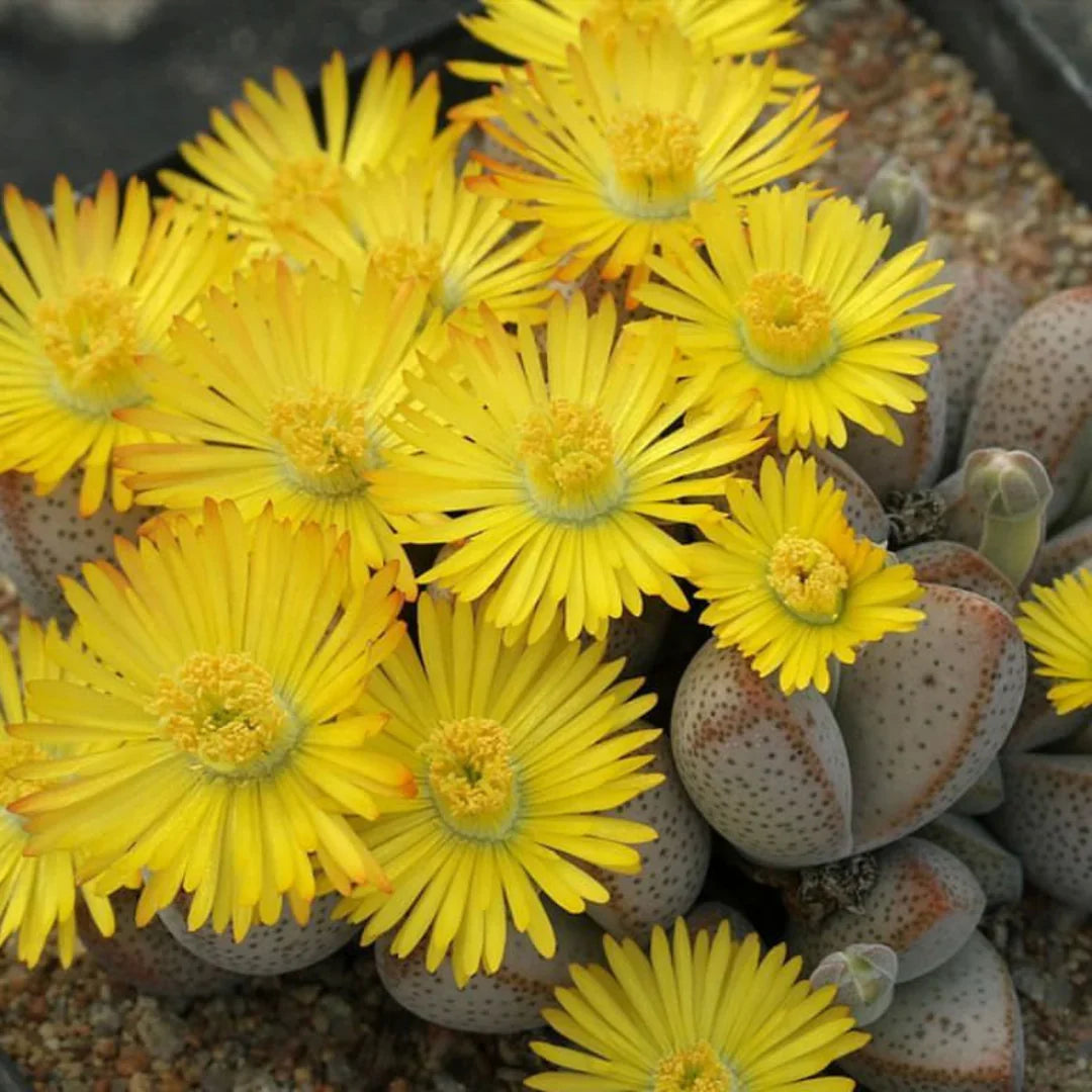 Non-gmo dinteranthus samen