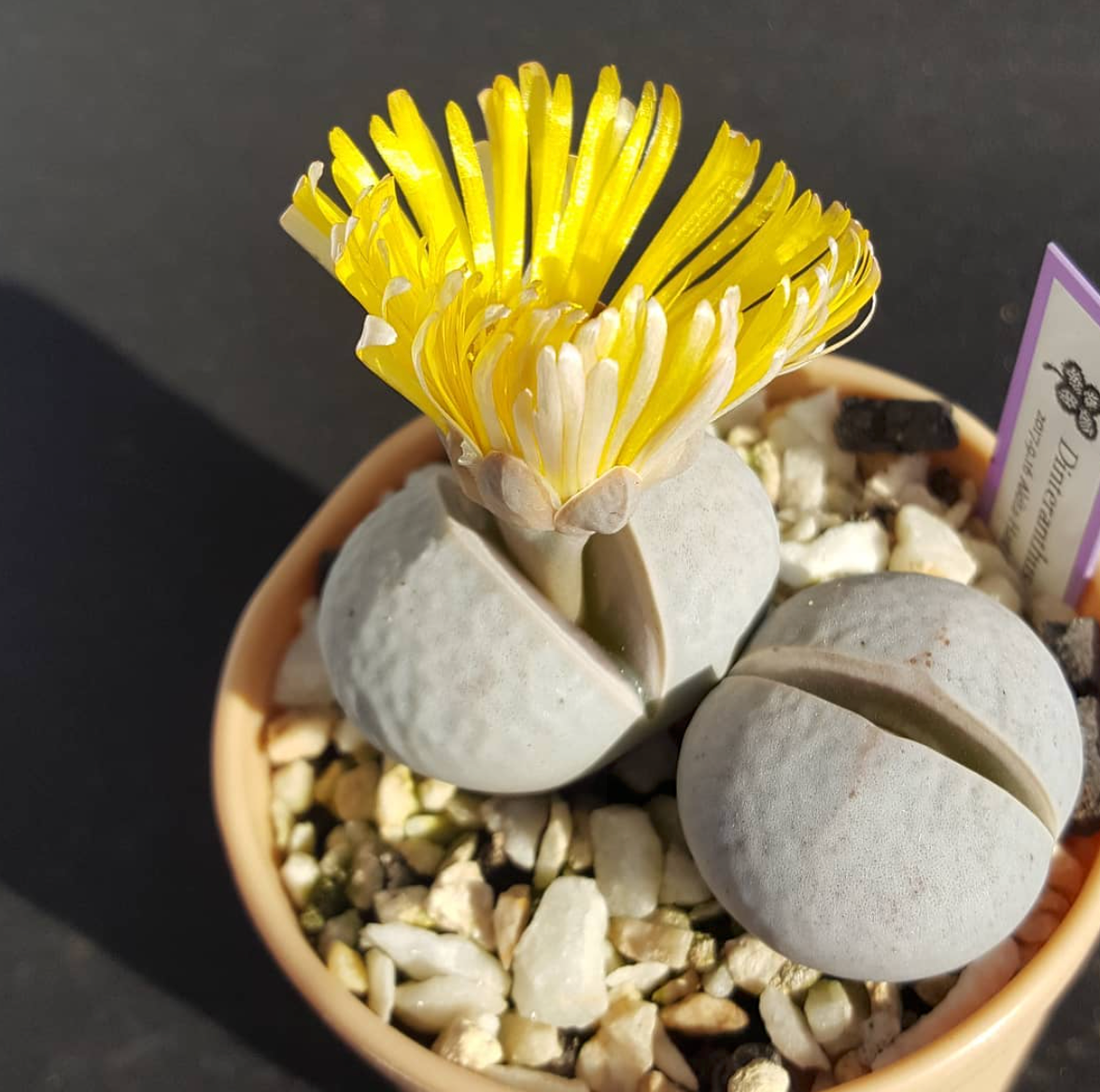 Potted dinteranthus succulent with gelb-weiß tones