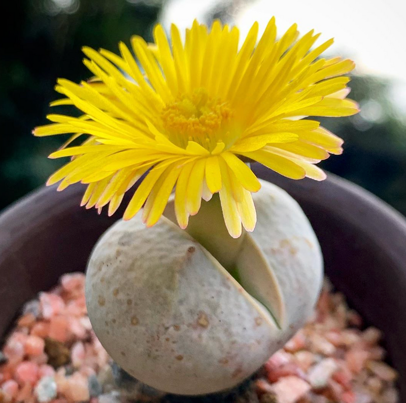 Gelb & weiß dinteranthus samen for anpflanzung