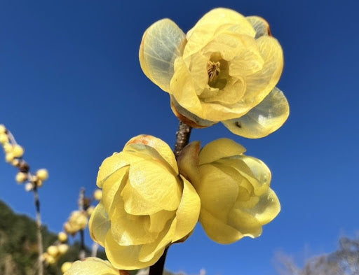 Gelb-wintersweet-fragrant-blumen