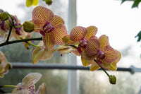 Grün Braun Schmetterlingsorchidee Orchidee Blumensamen zur Aussaat robust Sorte Traditionssorte & ohne Gentechnik Samen Hausgarten