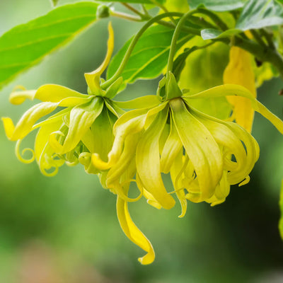 100 Stück