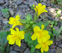 Pollinator-friendly gelb erythranthe samen
