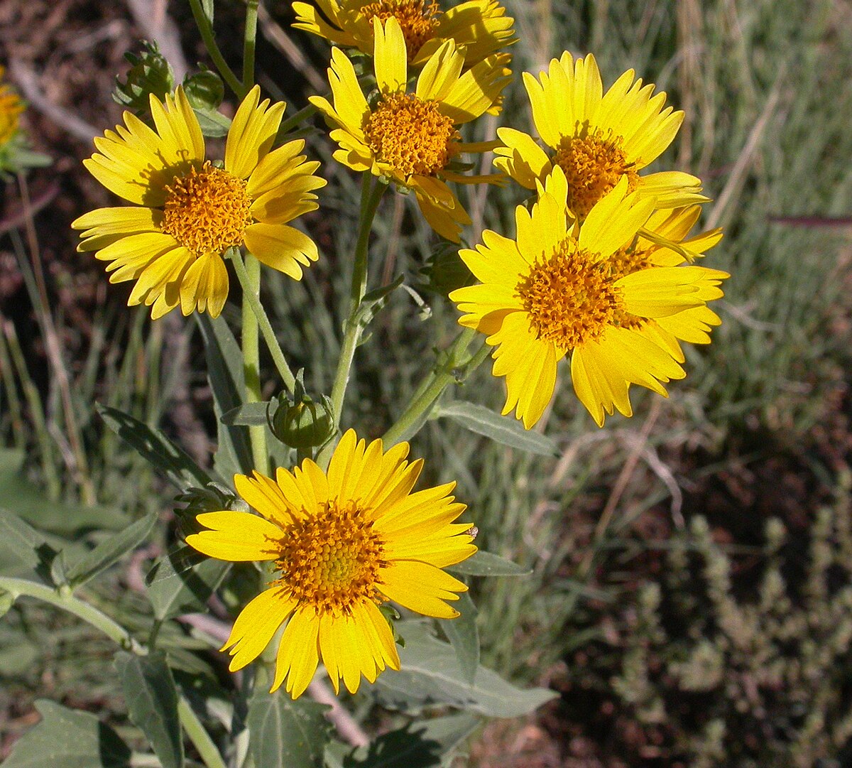 Gelb flowering samen for vibrant gardens
