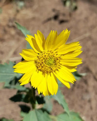 Non gmo gelb blume samen