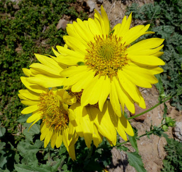 Gelb blume samen for anpflanzung