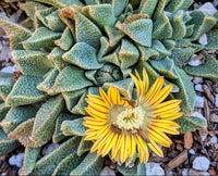 Gelb nananthus samen for anpflanzung