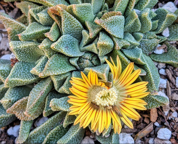 Gelb nananthus samen for anpflanzung