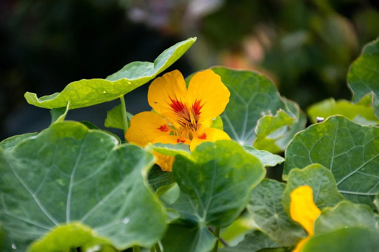 Bright gelb nasturtium garten blooms