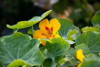 Bright gelb nasturtium garten blooms