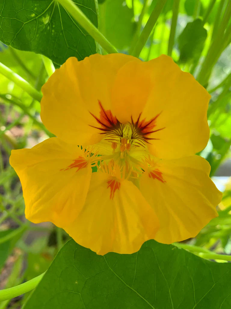 Trailing gelb nasturtium edible blumen